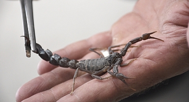 HRÜ’de akrep zehrinden meme kanseri ilacı geliştiriliyor