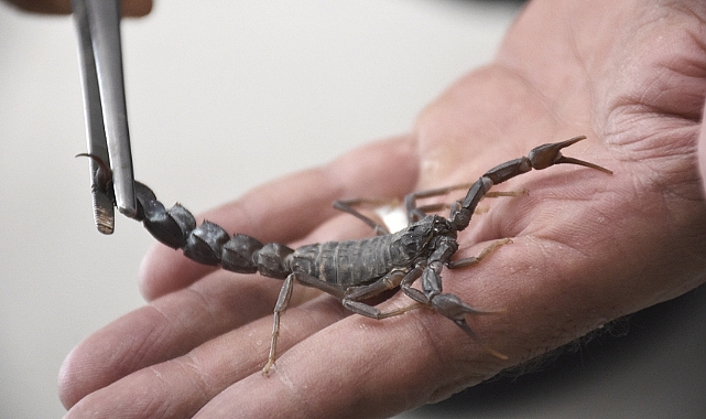 HRÜ’de akrep zehrinden meme kanseri ilacı geliştiriliyor