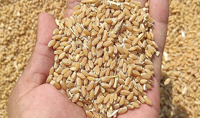 Hububat ve bakliyat fiyatları açıklandı