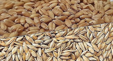 Hububat ve bakliyat fiyatları belli oldu