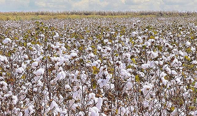 Pamuk fiyatları güncellendi! İşte yeni fiyatlar