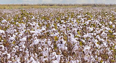 Pamuk ve buğday kaç liradan satıldı?