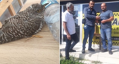 Şanlıurfa'da güçten düşmüş halde bulundu!