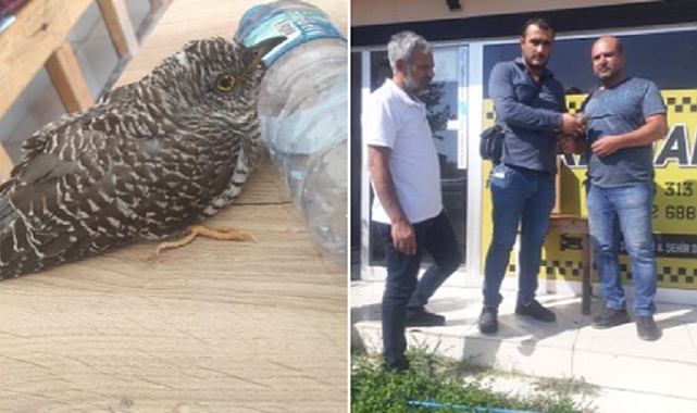 Şanlıurfa'da güçten düşmüş halde bulundu!