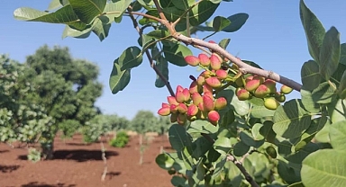Şanlıurfa Keten Köyneği Fıstığı tescillendi