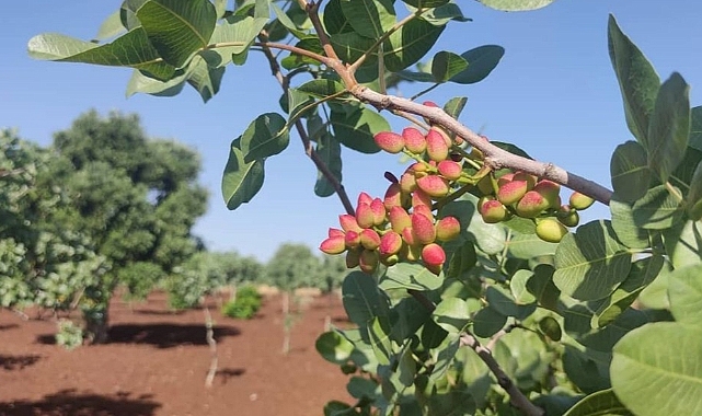 Şanlıurfa Keten Köyneği Fıstığı tescillendi