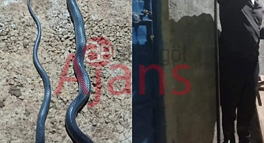 Şanlıurfa'nın ilçesinde dev yılan tarım işçisine saldırdı 