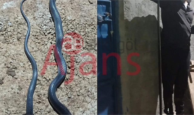 Şanlıurfa'nın ilçesinde dev yılan tarım işçisine saldırdı