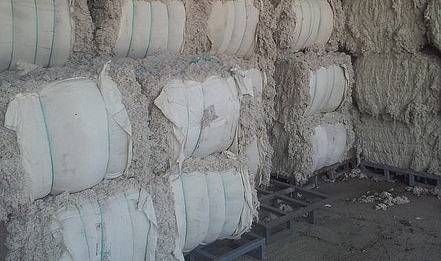 Şanlıurfa ve Adana'da pamuk fiyatları