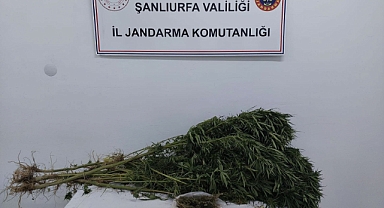 Suruç'ta uyuşturucu operasyonu!