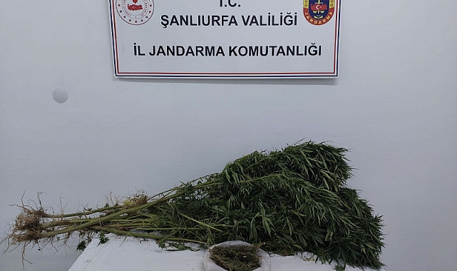 Suruç'ta uyuşturucu operasyonu!