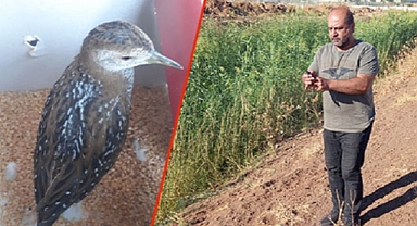 Tedavisi tamamlandıktan sonra doğaya salındı