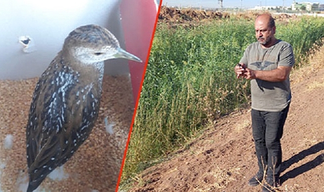 Tedavisi tamamlandıktan sonra doğaya salındı