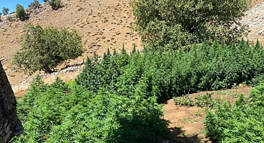 Terör örgütüne darbe! Milyonlarca kök kenevir ele geçirildi