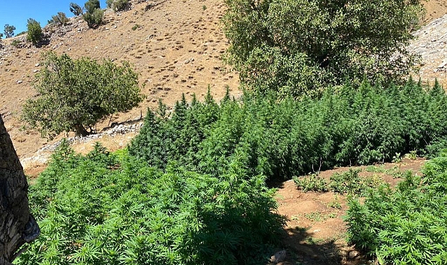 Terör örgütüne darbe! Milyonlarca kök kenevir ele geçirildi