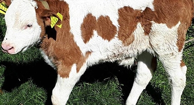 Tohumlamadan doğan buzağılara ilave destek ödenecek!