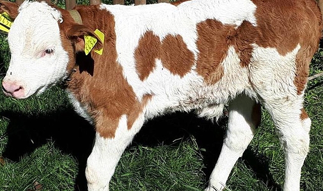 Tohumlamadan doğan buzağılara ilave destek ödenecek!