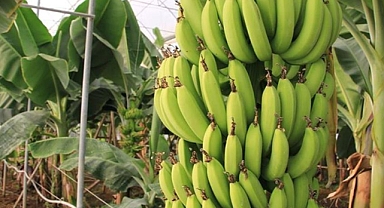 Türkiye'de muz üretimi kaç ton artış gösterdi?