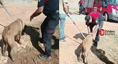 Urfa'da kayalara sıkışan köpeği itfaiye kurtardı