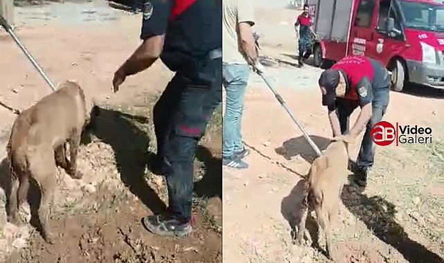 Urfa'da kayalara sıkışan köpeği itfaiye kurtardı