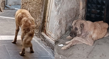 Urfa'da sokağa atılan köpek acı çekiyor 