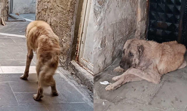 Urfa'da sokağa atılan köpek acı çekiyor