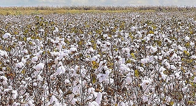 Urfa’da tahmini pamuk fiyatları belli oldu