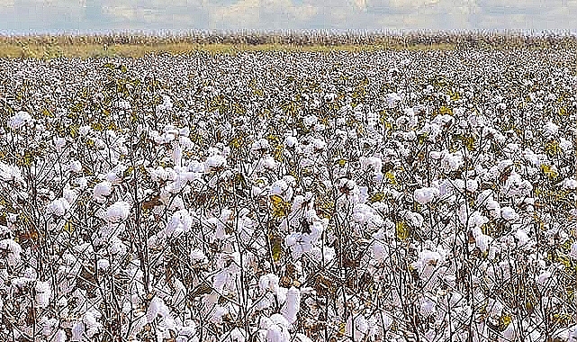 Urfa’da tahmini pamuk fiyatları belli oldu