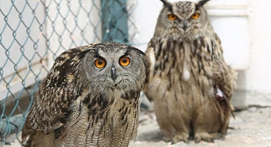 Urfa'daki yaban hayatı kurtarma merkezinde binlerce hayvan tedavi edildi