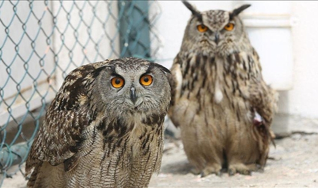 Urfa'daki yaban hayatı kurtarma merkezinde binlerce hayvan tedavi edildi