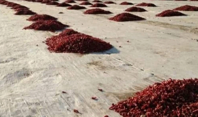 Urfa isotu bu sefer cepleri yakıyor!