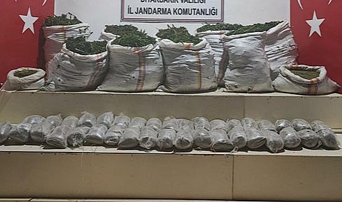 Uyuşturucu operasyonu! 1 milyon kök kenevir ele geçirildi