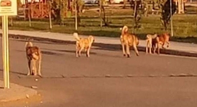Viranşehir'de sokak köpekleri sorunu büyüyor 