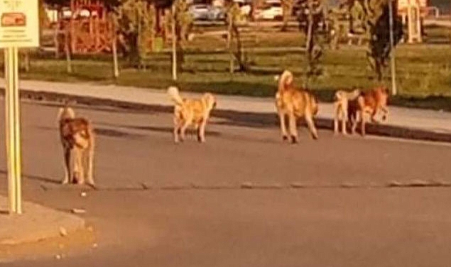 Viranşehir'de sokak köpekleri sorunu büyüyor