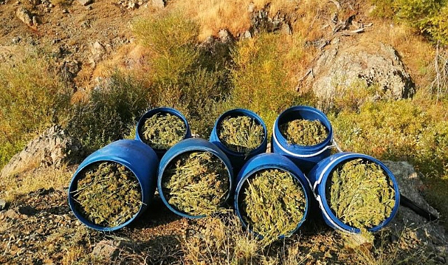 350 bin kök kenevir ele geçirildi