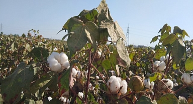 Adana ve İzmir'de pamuk fiyatları