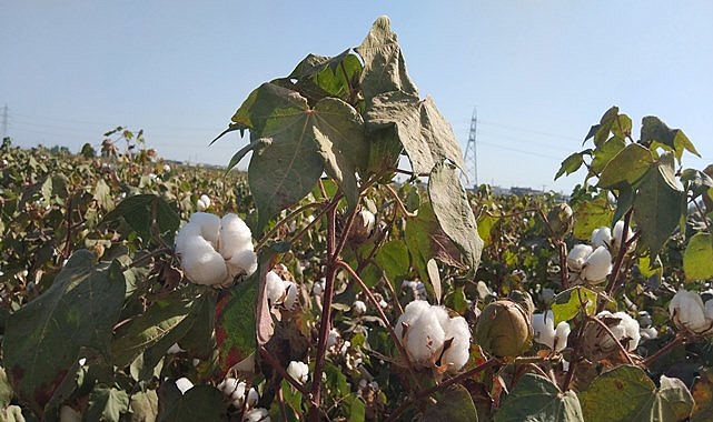 Adana ve İzmir'de pamuk fiyatları