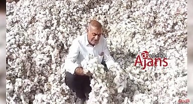 Çiftçinin pamuk fiyatı isyanı! Böbreğimi satsam altından kalkamam