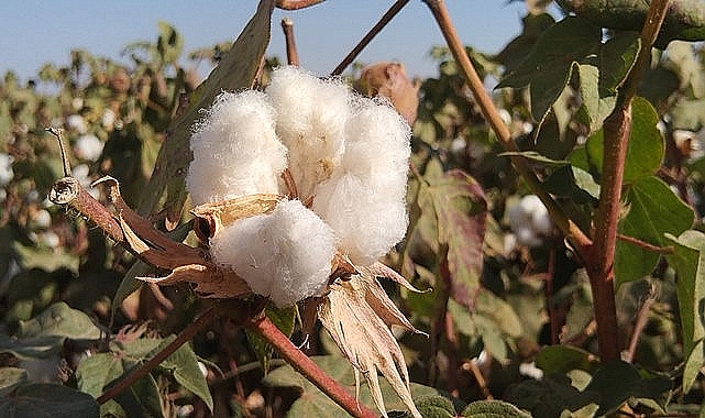 Güncel hububat, bakliyat ve pamuk fiyatları