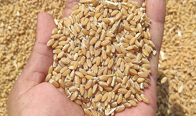 Güncel hububat ve bakliyat fiyatı belli oldu