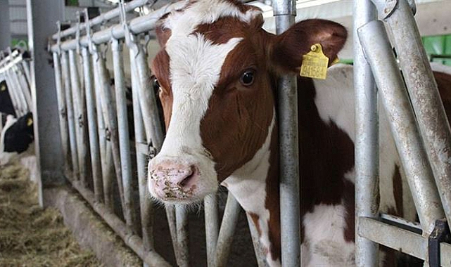 Hayvansal üretimde artış hedefleniyor