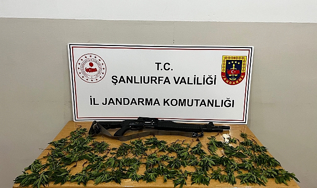 Hilvan'da tarlada uyuşturucu operasyonu yapıldı