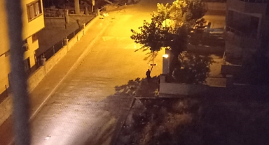 Karaköprü'de elinde tüfekle gezen şahıs tedirginliğe neden oldu 