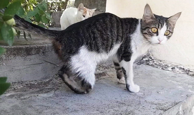 Kedi vahşetine soruşturma