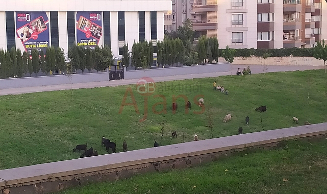 Kentin göbeğinde pes dedirten görüntü!