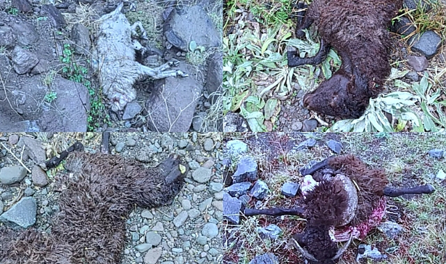 Koyun sürüsüne kurtlar daldı! 148 koyun telef oldu