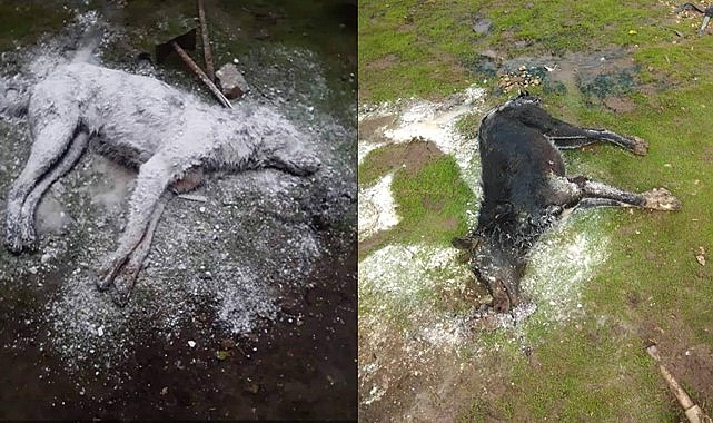 Mahalleye inen kurt köpeği 3 vatandaşı yaraladı