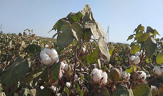 Pamuk fiyatları beklentiyi karşılamadı