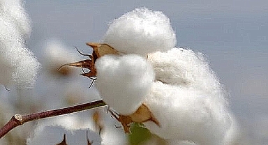 Pamuk fiyatları güncellenecek mi?