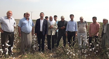 Pamuk üreticisinin sorunlarına dikkat çekmek için tarlaya gitti